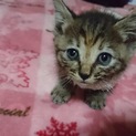 《三重県限定》6月20日保護の仔猫ちゃん♡