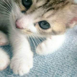 生後2ヶ月の元気な兄弟