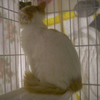 生後3ヶ月のもこもこしている可愛い女の子です。