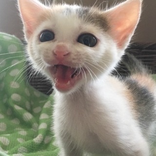 箱に入れて捨てられていた子猫たち