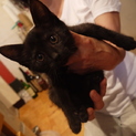 おきゃんな黒い子猫ちゃん