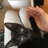 おきゃんな黒い子猫ちゃん サムネイル2