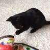 おきゃんな黒い子猫ちゃん サムネイル4