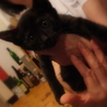 おきゃんな黒い子猫ちゃん サムネイル5