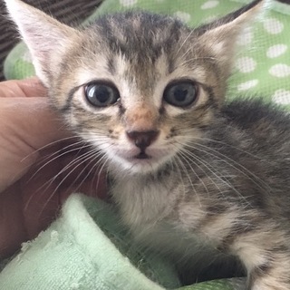 箱に入れて捨てられていた子猫たち（3）