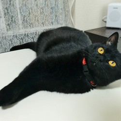 「クーちゃんの掛け声」サムネイル1