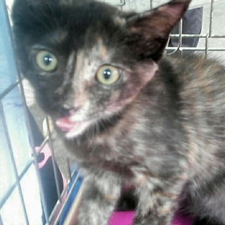 わたちも幸せになりたいでちゅ