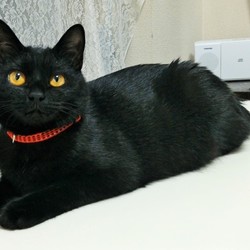 「クーちゃんの掛け声」サムネイル2