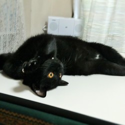 「クーちゃんの掛け声」サムネイル3