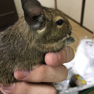 デグー 生後3ヶ月半の女の子