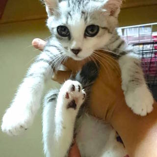 おとなしく控えめな男の子