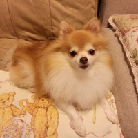 こまめ