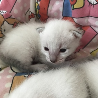 生涯可愛がって下さる方