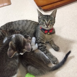 仲良し親子の里親さん募集！！