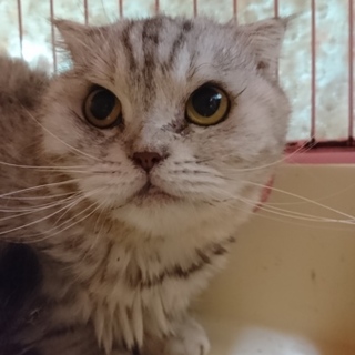 スコF☆シロップ☆女の子・折耳・5歳・短毛