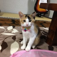 凛（りん）