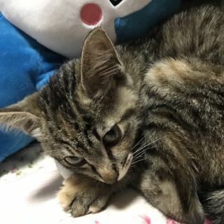 大大大至急 里親探しています お願いします