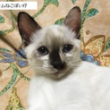 子猫５匹の里親さん募集