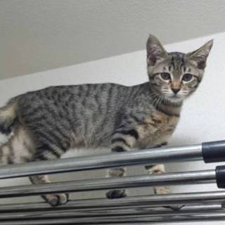 美猫♪春ちゃん