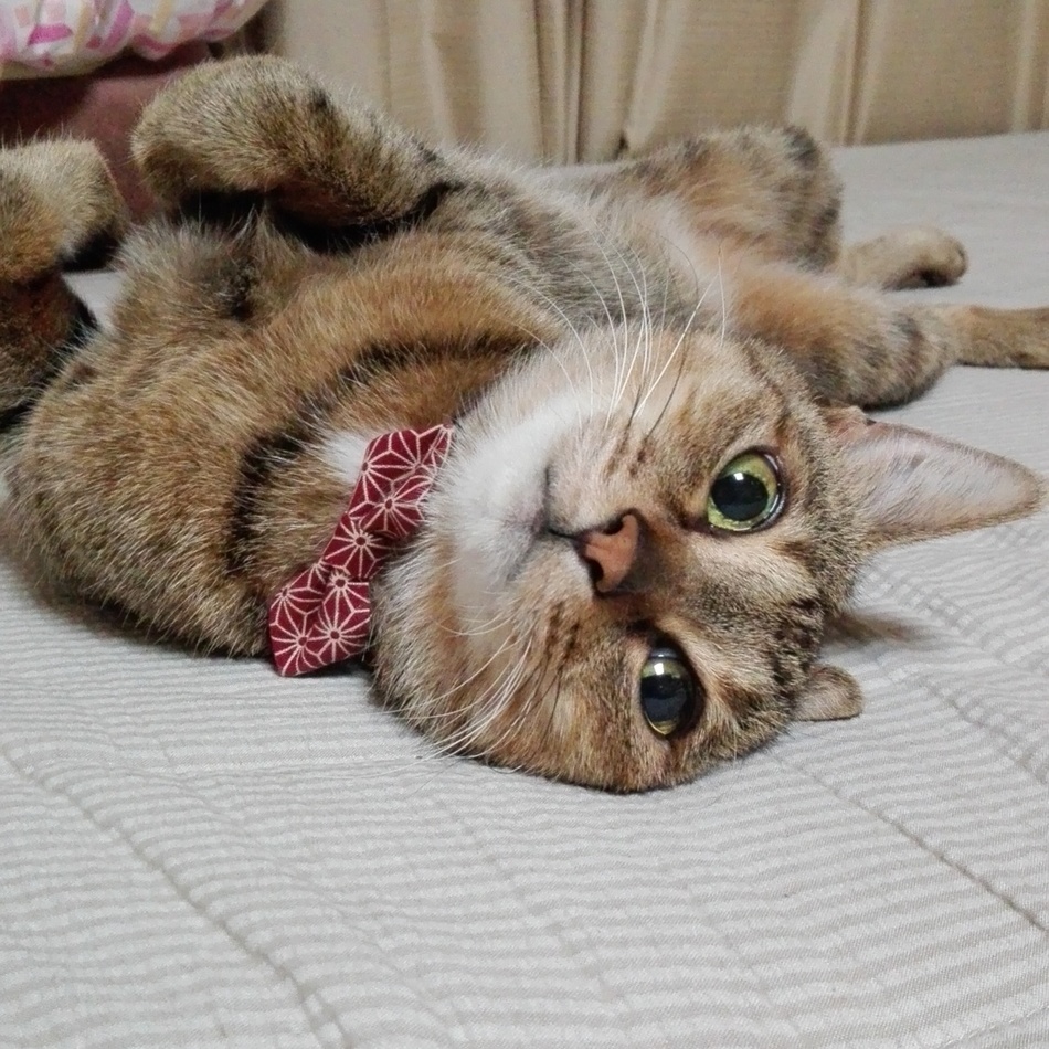 みぃのカバー写真