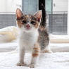 元気な三毛ちゃん、愛らしい女の子です♡ サムネイル2
