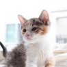 元気な三毛ちゃん、愛らしい女の子です♡ サムネイル3