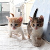 元気な三毛ちゃん、愛らしい女の子です♡ サムネイル4
