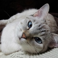 こゆき