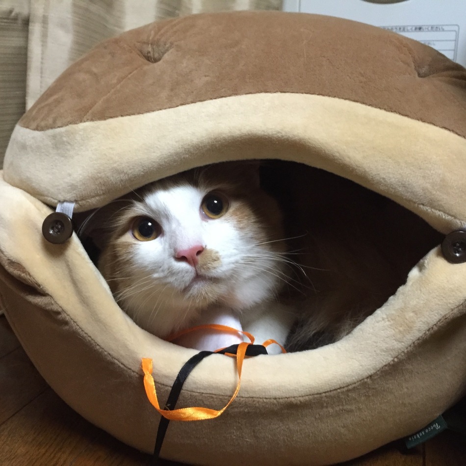 ゆずのカバー写真