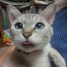 ぺロッ