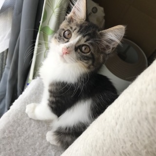 【フワちび】長毛キジ白女の子３ヶ月