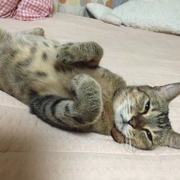 お腹はひょう柄