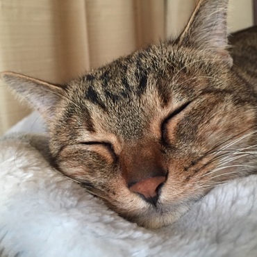 すやゃ