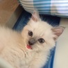 仔猫時代