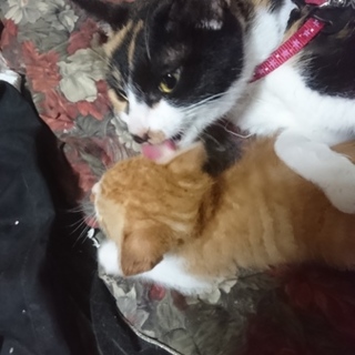 可愛いくて人懐っこい成猫