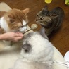 くんくんくんくん・・・・