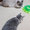 おにーちゃんと遊びますにゃ