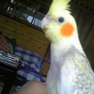 オカメインコ里親さん募集中！