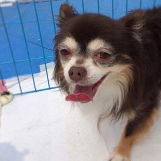 「ネマ」人懐こいですが、神経質な面もあります