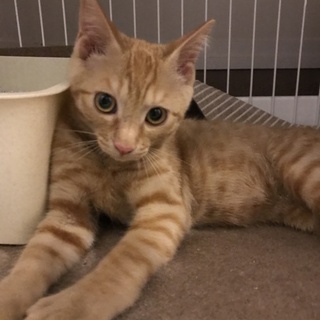 甘えん坊茶トラの可愛い子猫ちゃん