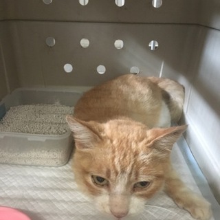 里親様が決まりました♡ 有難うございました！