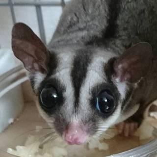 フクモモちゃん♡