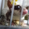 フクモモちゃん♡ サムネイル3