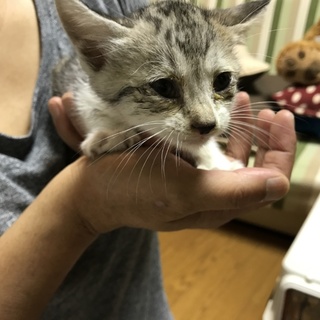子猫保護！里親募集中！！！