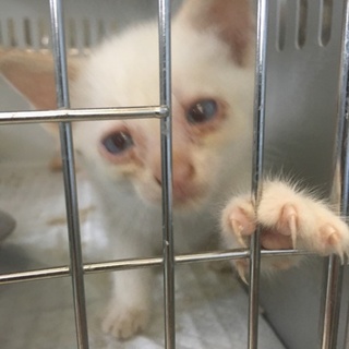 里親様が決まりました♡ 有難うございました！