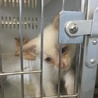 里親様が決まりました♡ 有難うございました！ サムネイル2