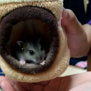 赤ちゃん ｼﾞｬﾝｶﾞﾘｱﾝﾊﾑｽﾀｰ