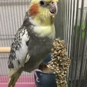 オカメインコ(メス) 里親さん募集