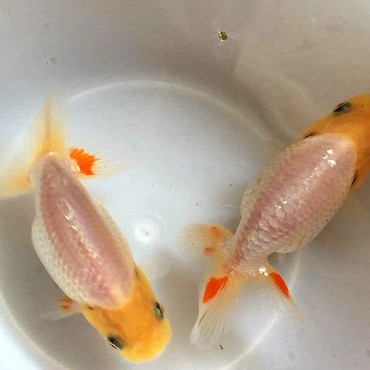 7月21日現在　バンビとクレール