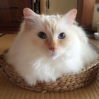 杏丸
